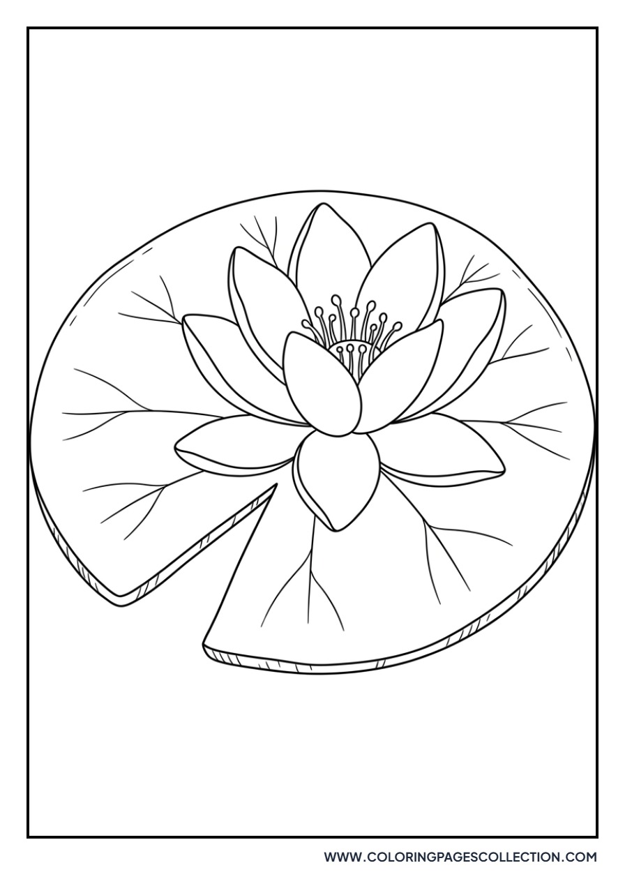 Water Lily with Lily Pad