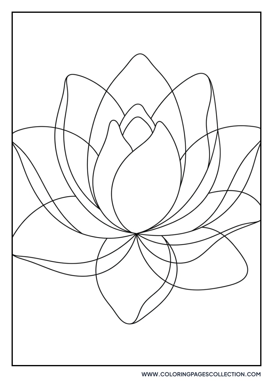 Abstract Lotus Shapes