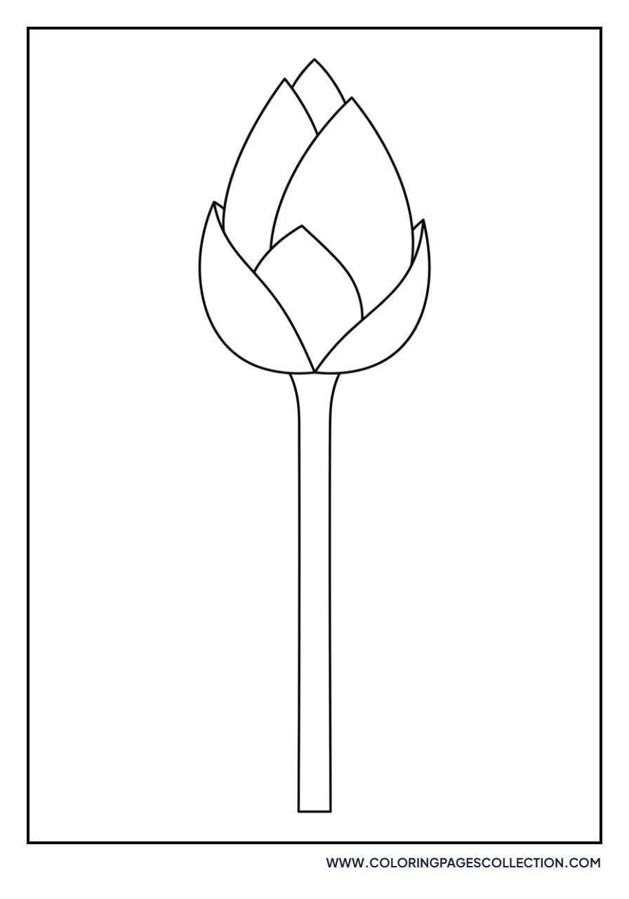 Closed Lotus Bud on Stem