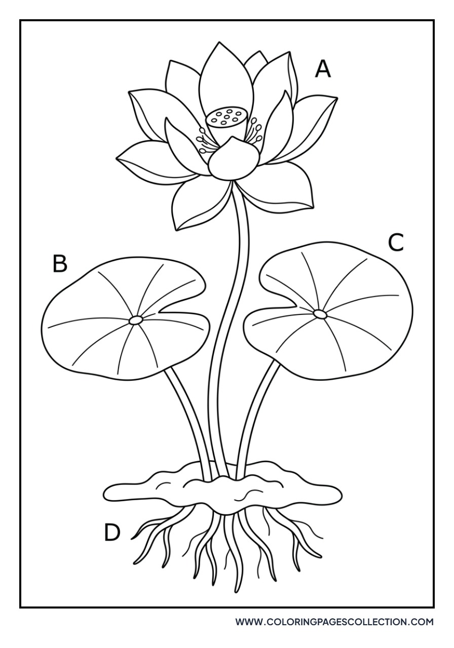 Detailed Botanical Lotus