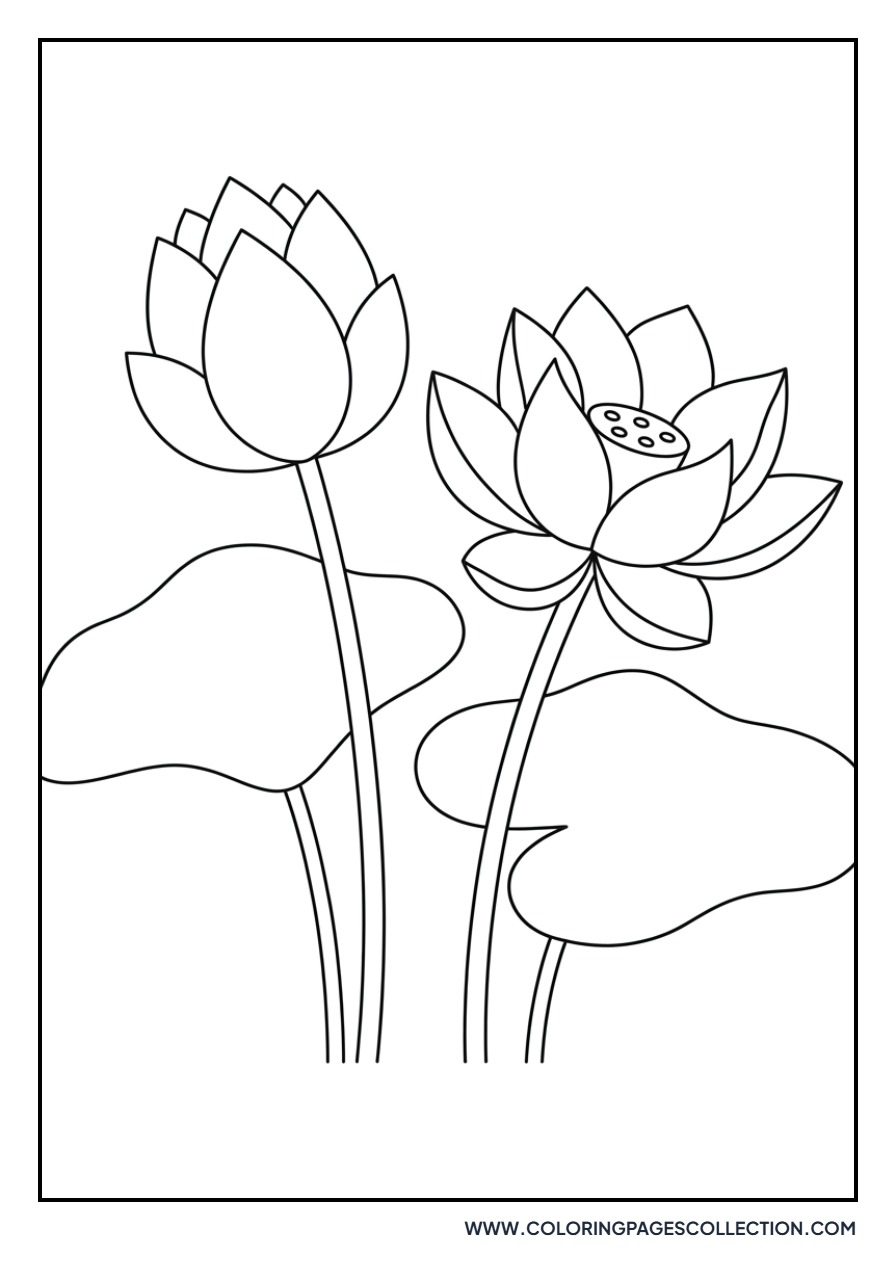 Double Lotus Blooms