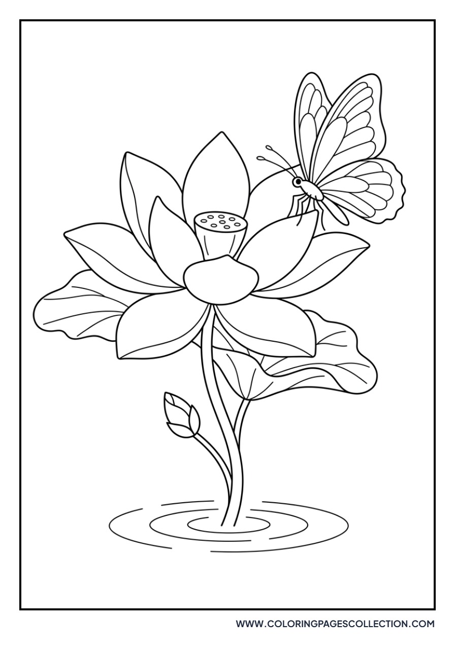Lotus and Butterfly
