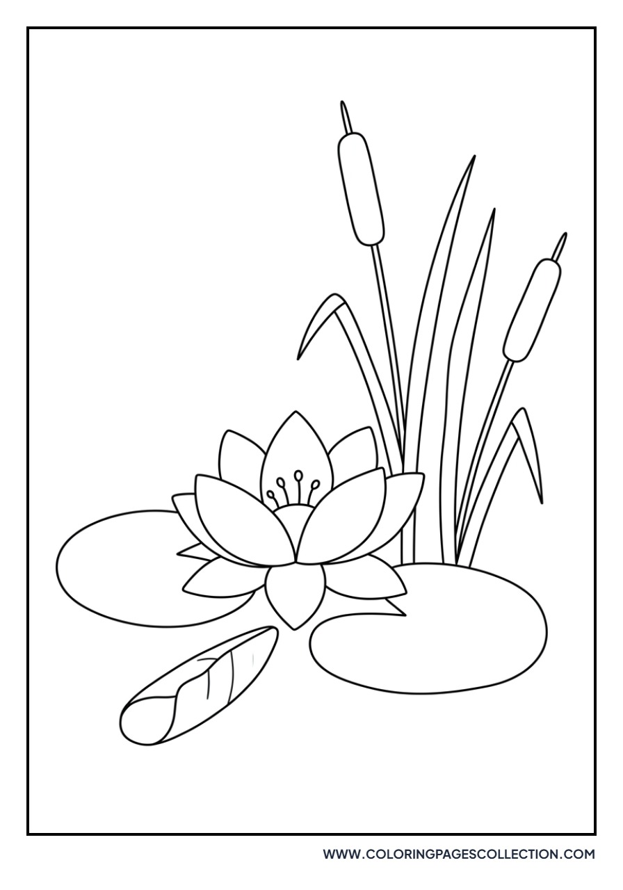 Lotus and Cat Tail Plants