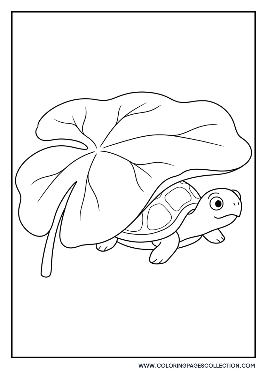 Lotus and Hidden Turtle