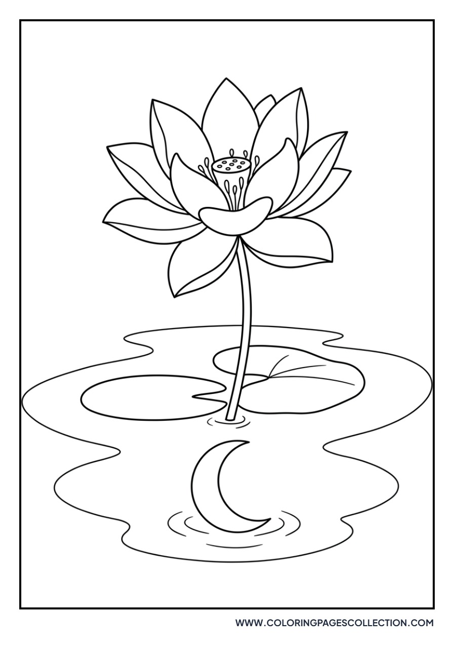 Lotus and Moon Reflection