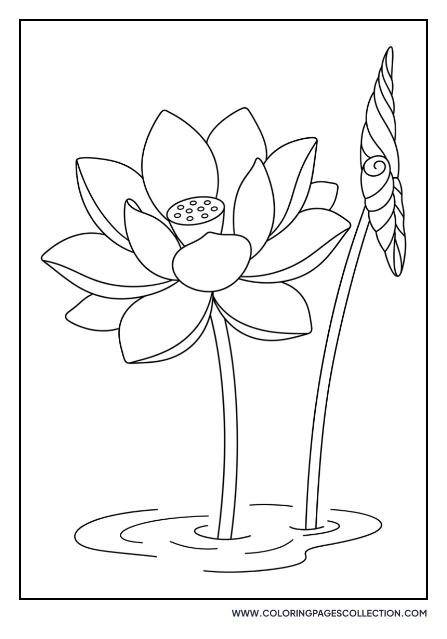 Lotus and New Leaf Bud