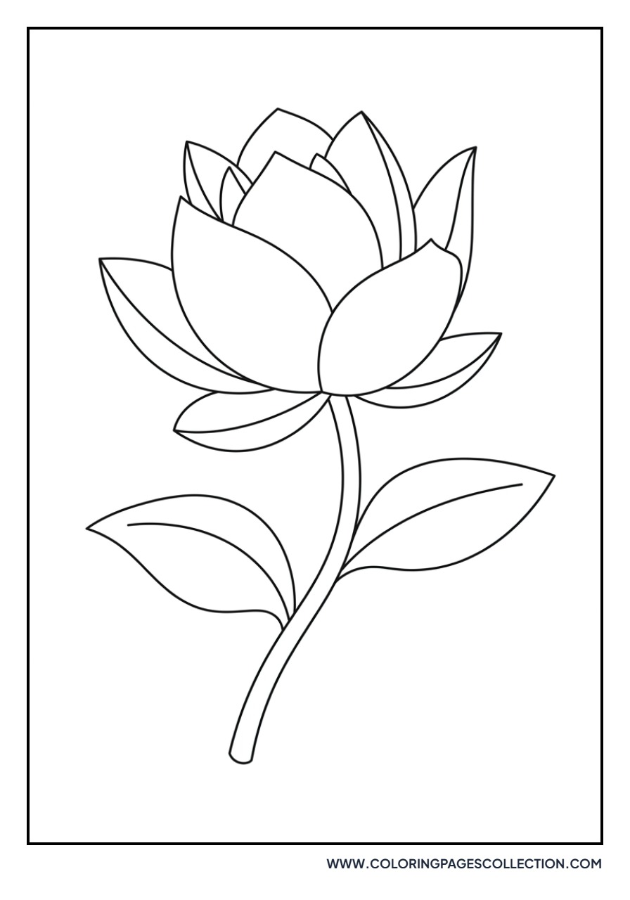 Lotus Bud Opening
