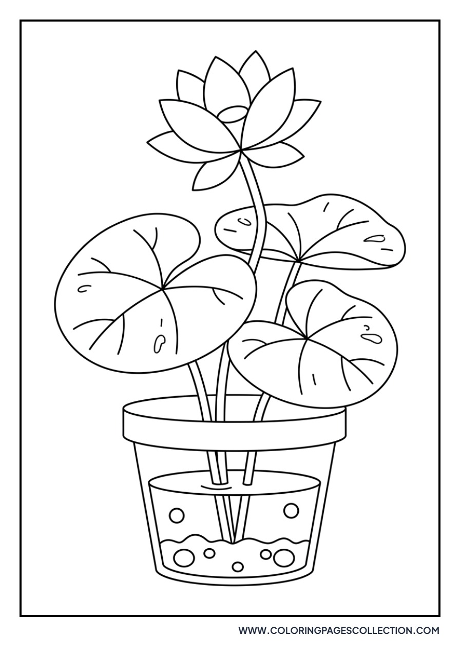 Lotus in a Garden Pot