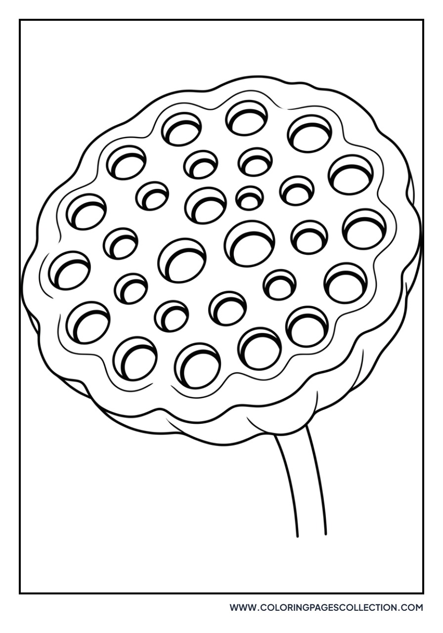 Lotus Seed Pod