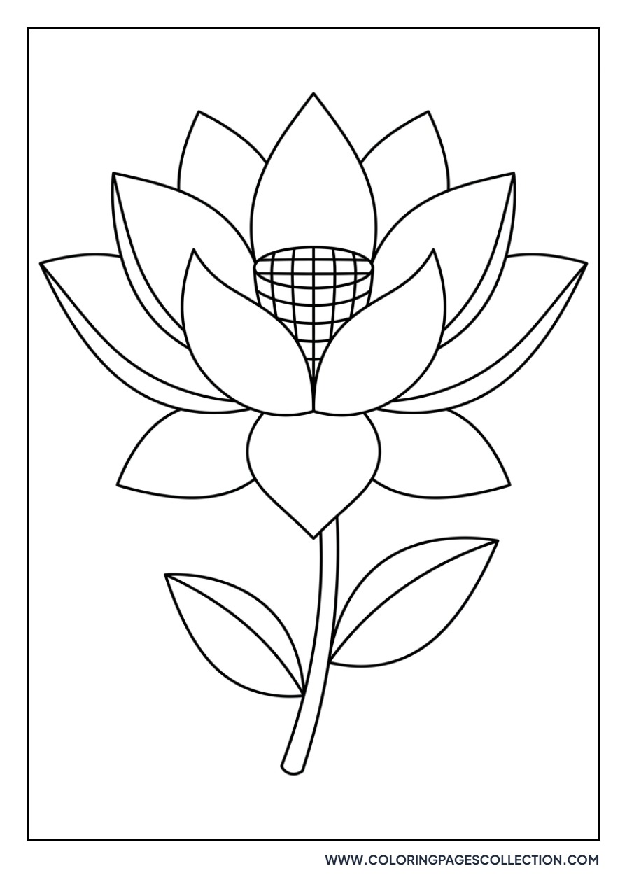 Lotus with Checkerboard Center