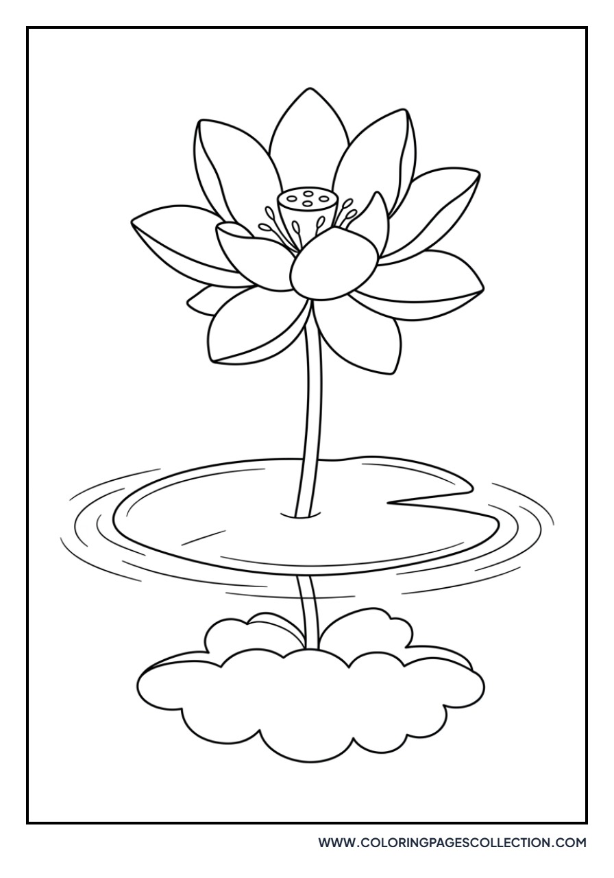 Lotus with Cloud Reflections