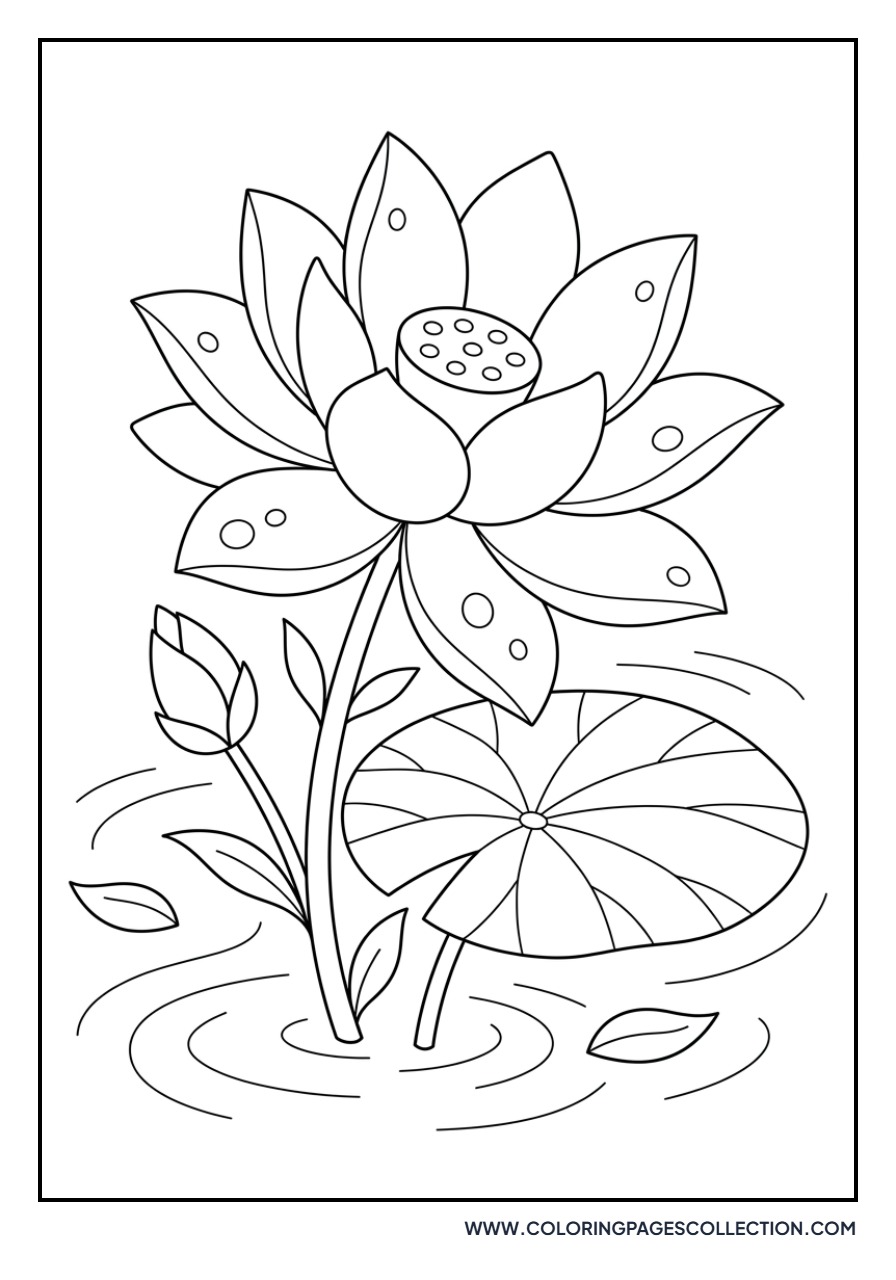 Lotus with Dew Drops