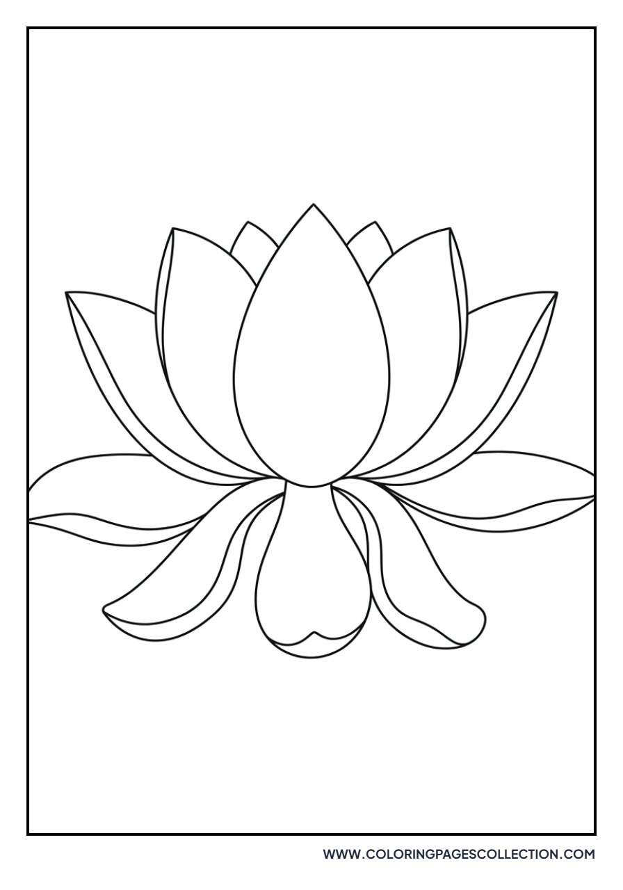 Lotus with Drooping Petals