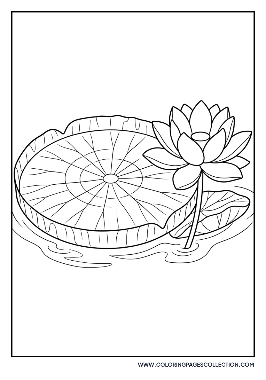 Lotus with Large Lily Pad