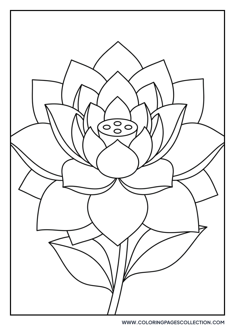 Lotus with Overlapping Petals