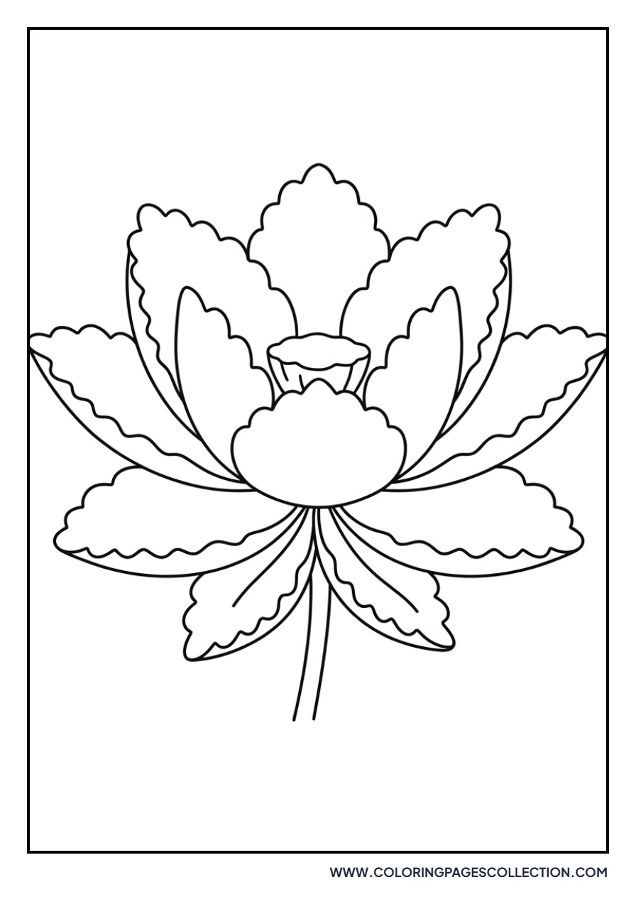 Lotus with Scalloped Petals