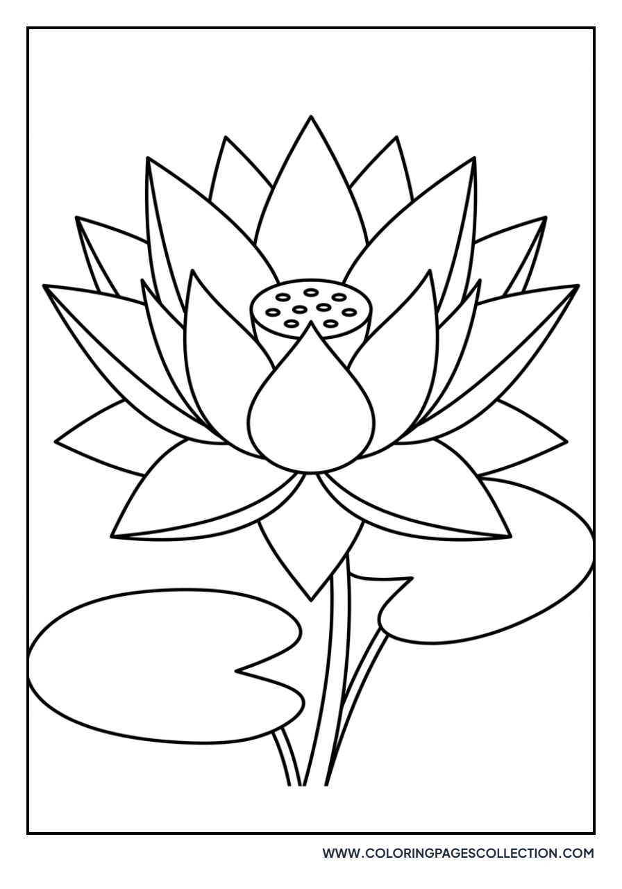 Lotus with Sharp Petals