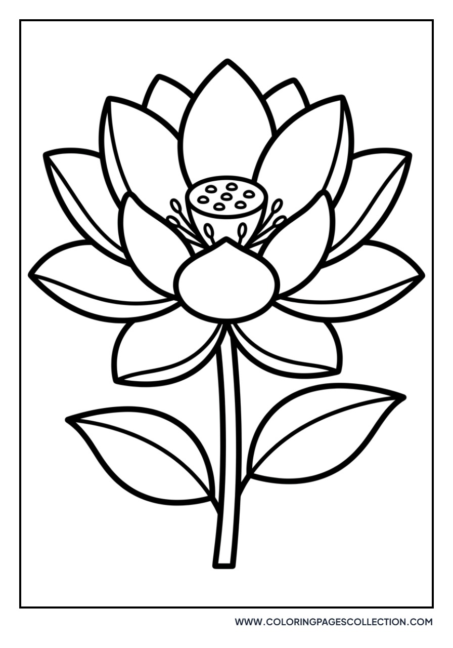 Lotus with Thick Outlines