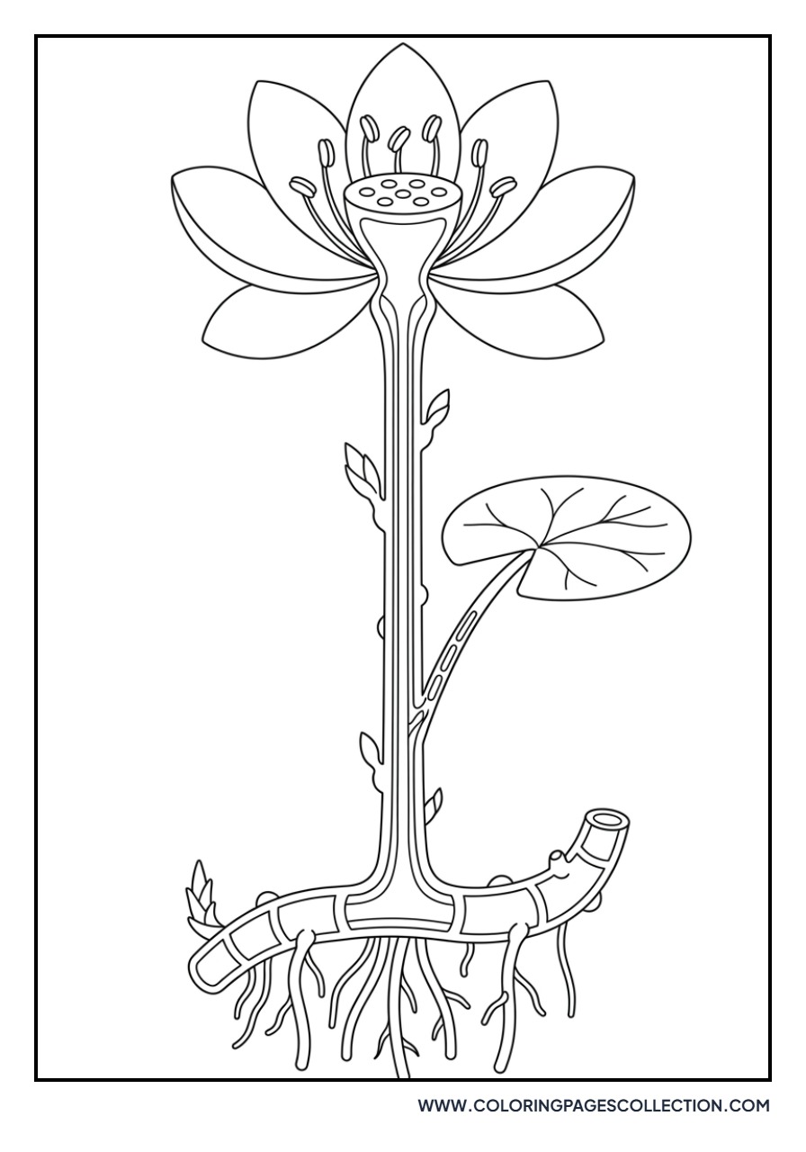 Realistic Lotus and Roots