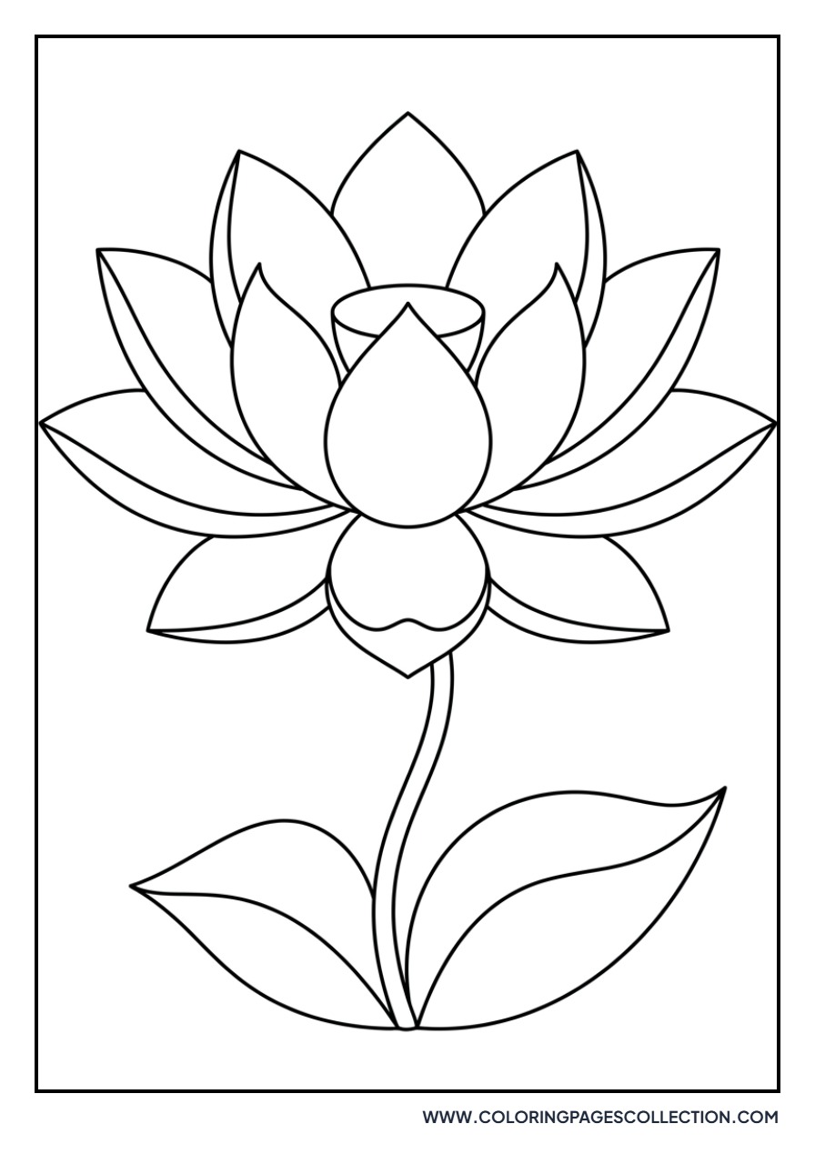 Simple Blooming Lotus Flower