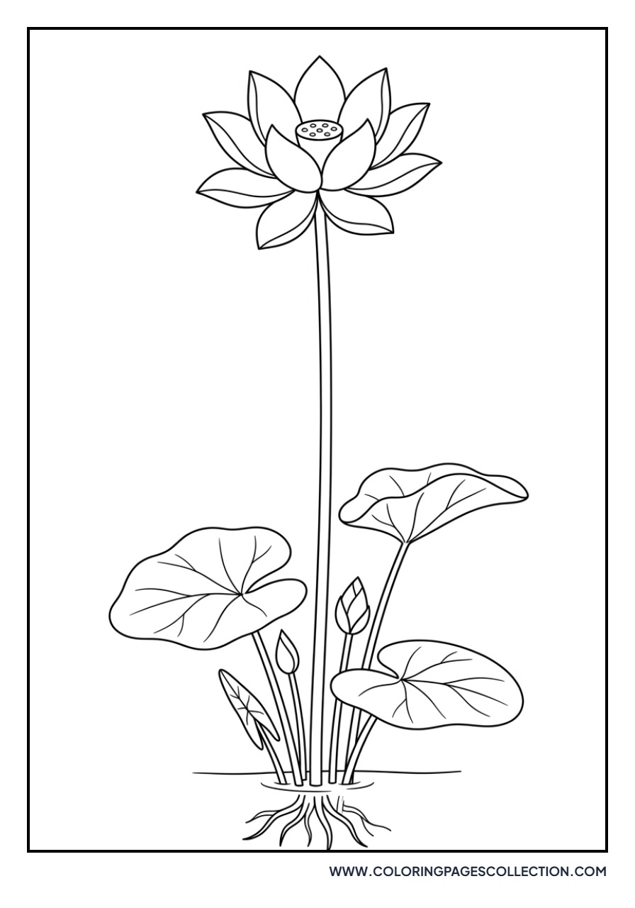 Tall Standing Lotus