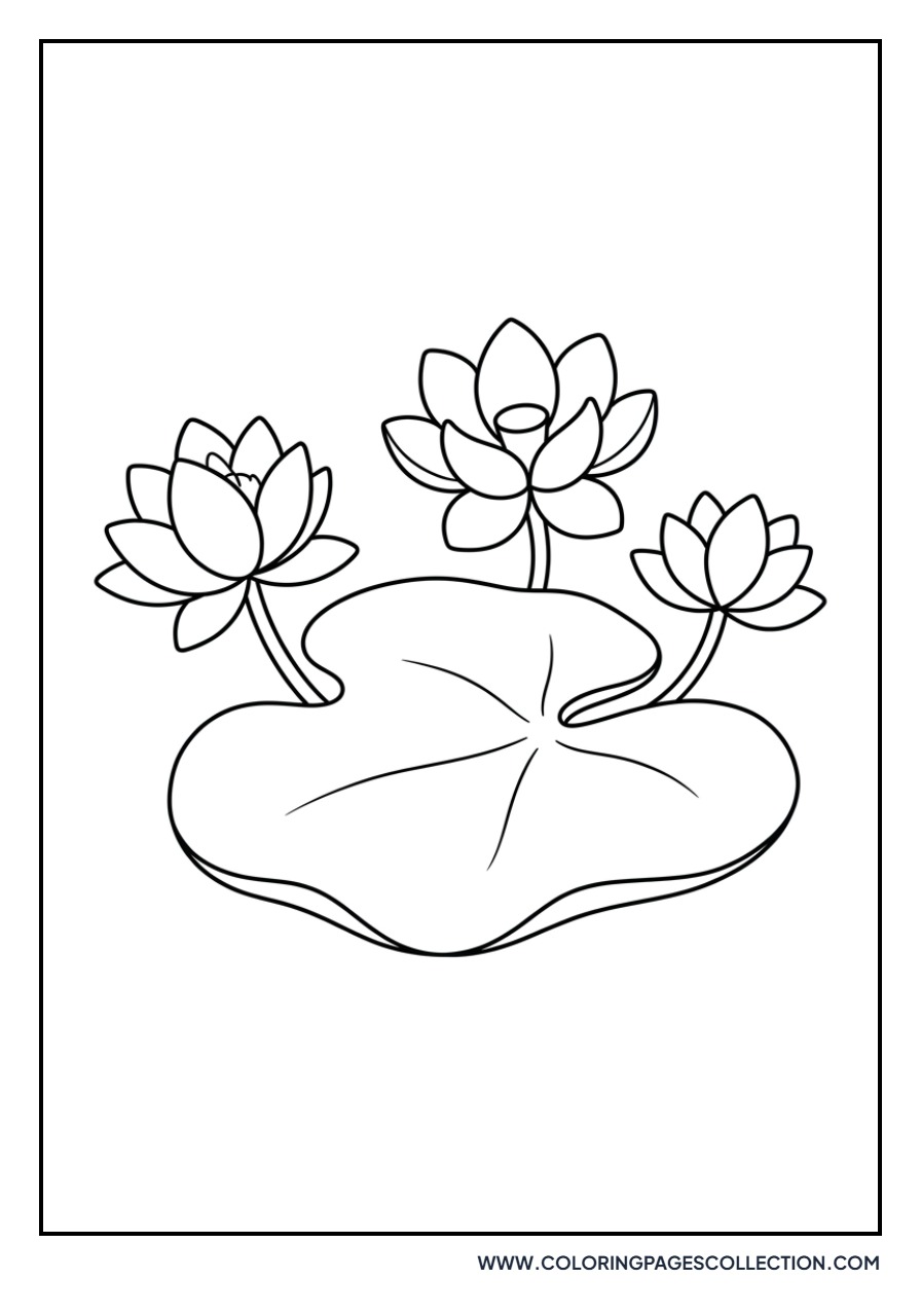 Triple Lotus on a Leaf
