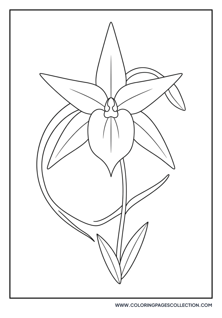 Angraecum Star Orchid
