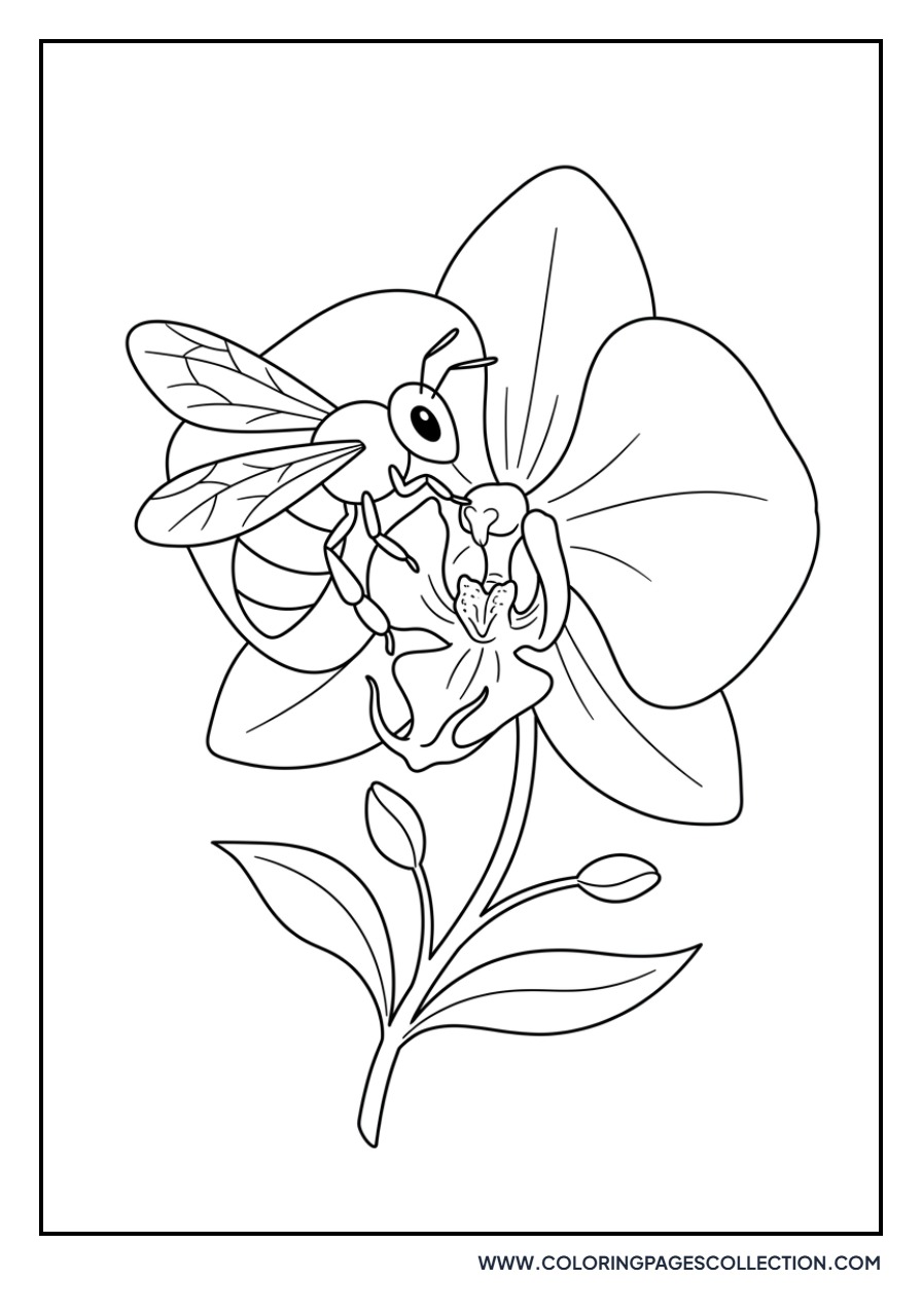 Bee Pollinating Orchid