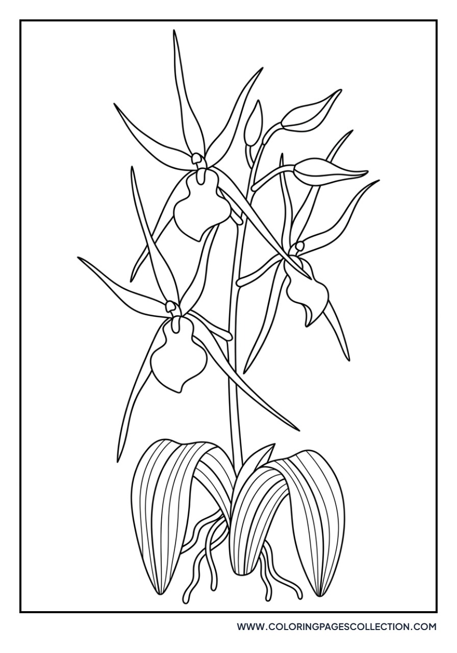 Brassia Spider Orchid