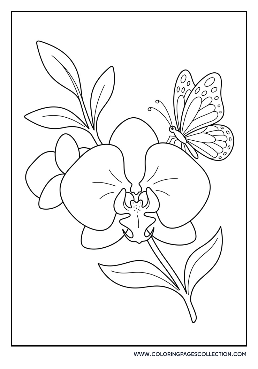 Butterfly on Orchid Petal