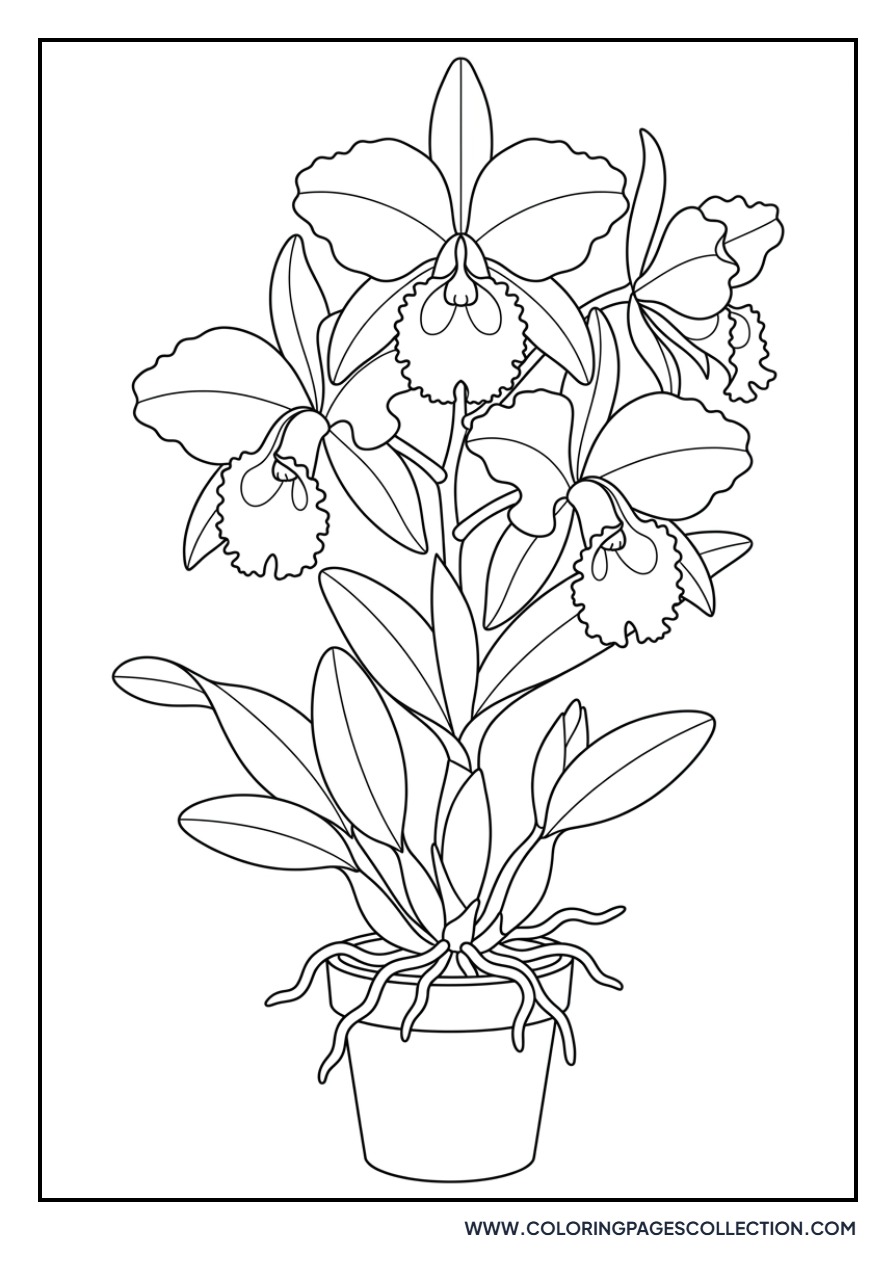 Cattleya Trianae National Flower