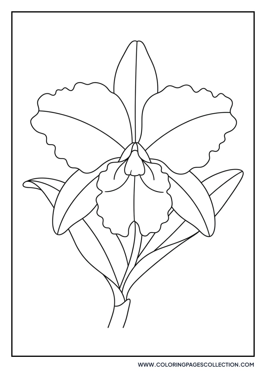 Detailed Cattleya Orchid