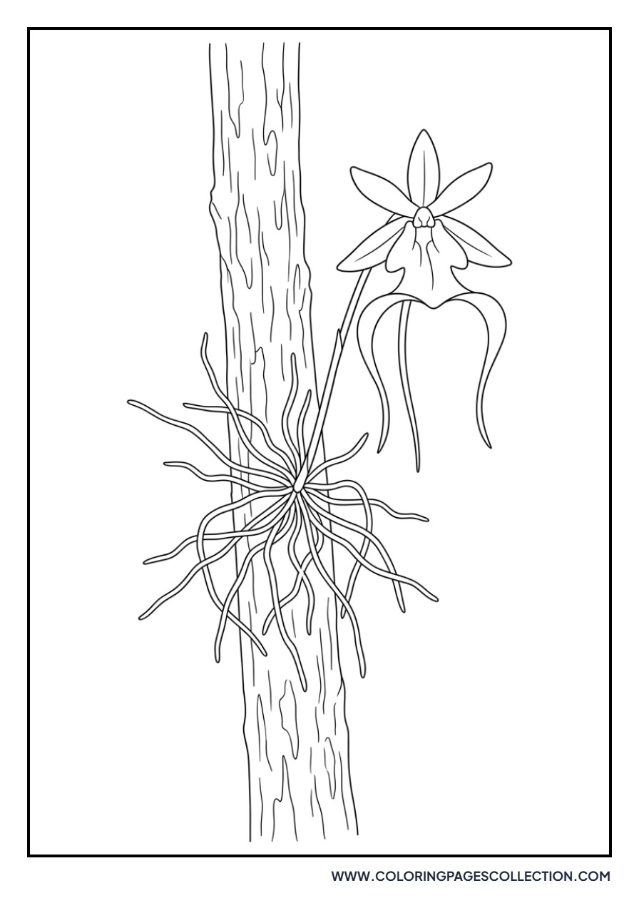 Ghost Orchid Silhouette