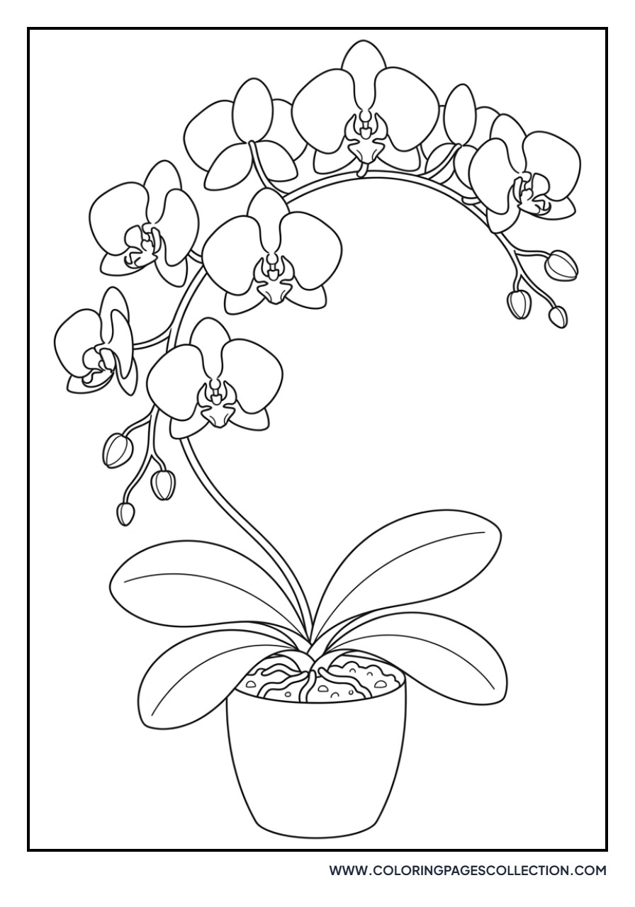 Graceful Phalaenopsis Orchid