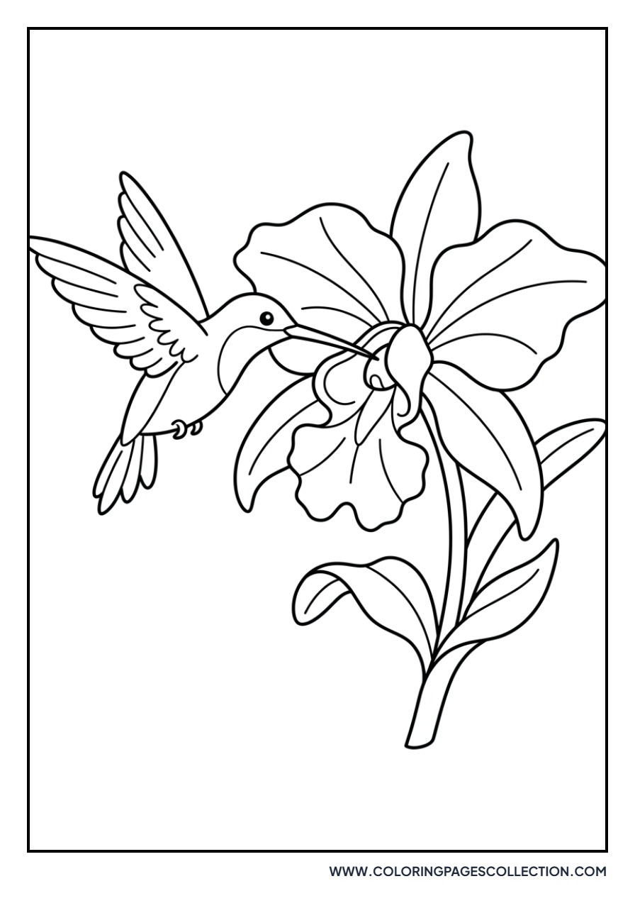Hummingbird and Orchid