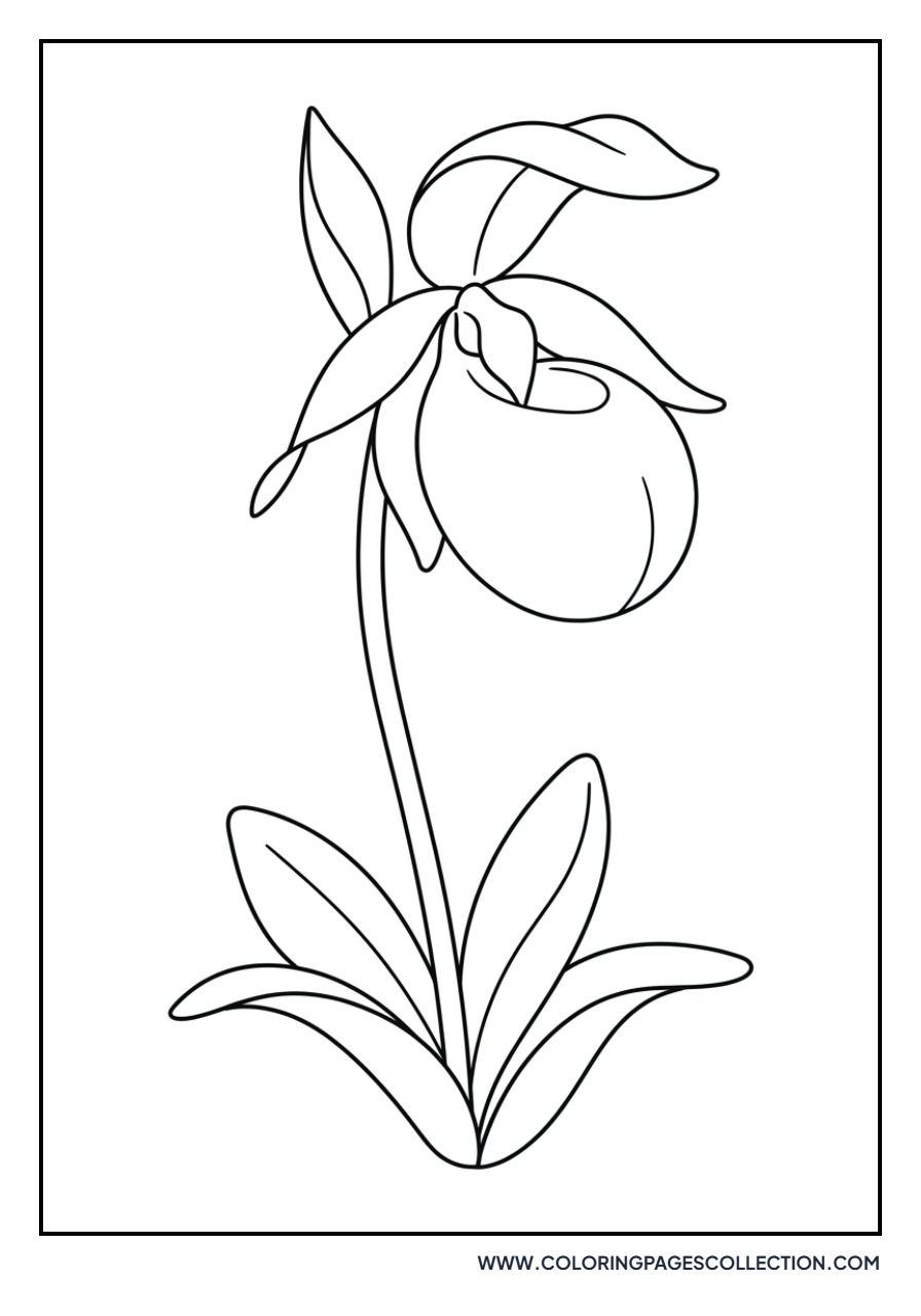 Lady Slipper Orchid