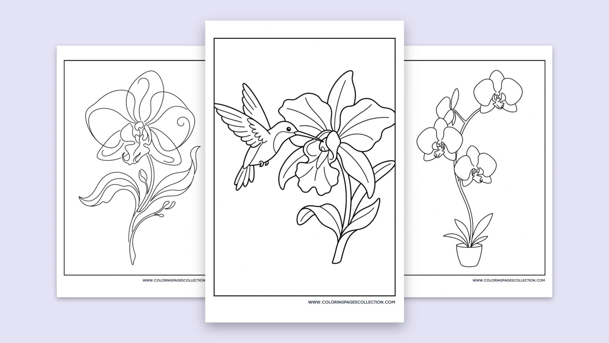 60+ Free Printable Orchid Coloring Pages