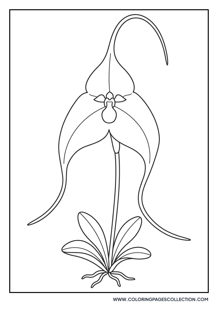 Masdevallia Orchid Shape