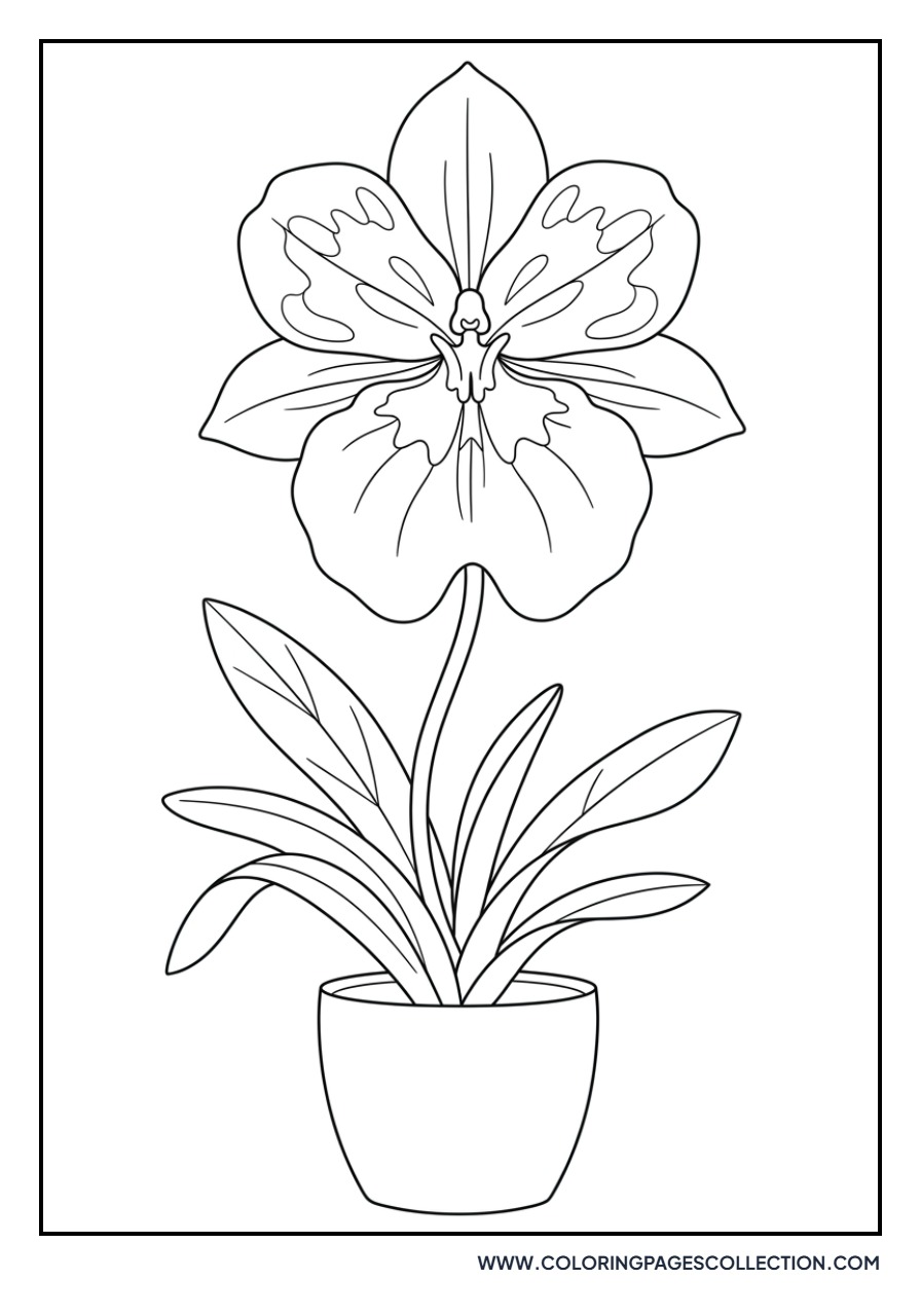 Miltonia Pansy Orchid