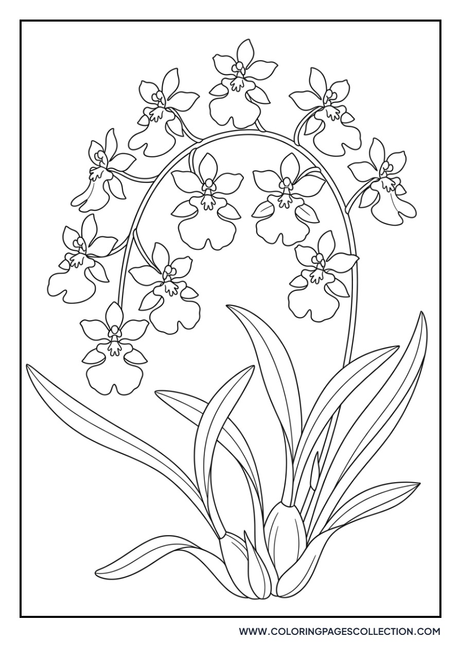 Oncidium Dancing Lady