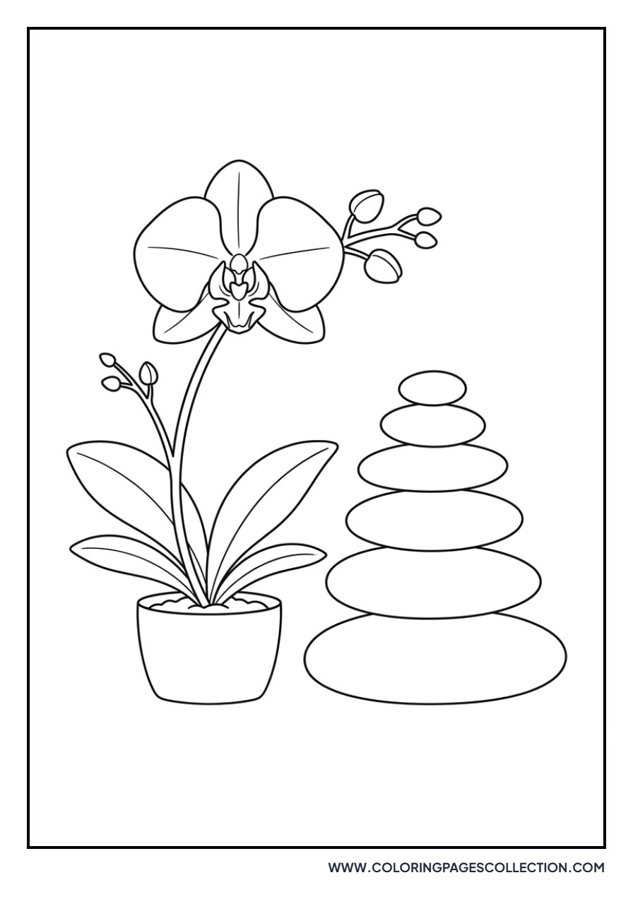 Orchid and Zen Stones