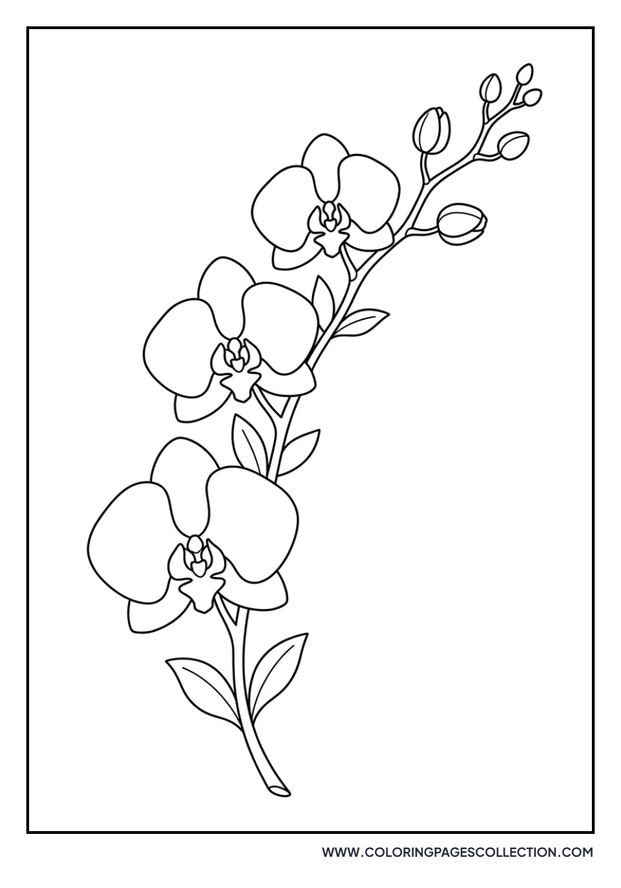 Orchid Branch with Buds