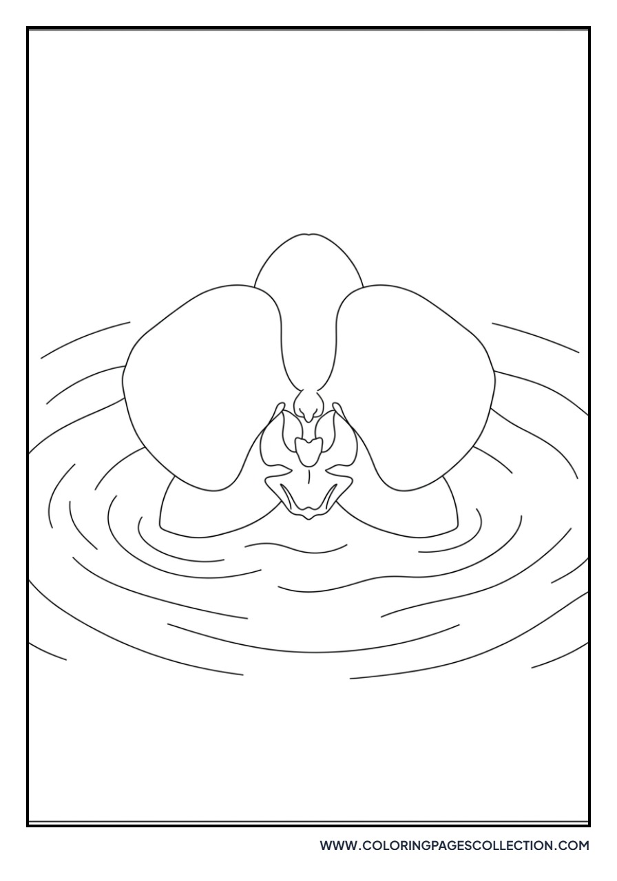 Orchid Floating in Water