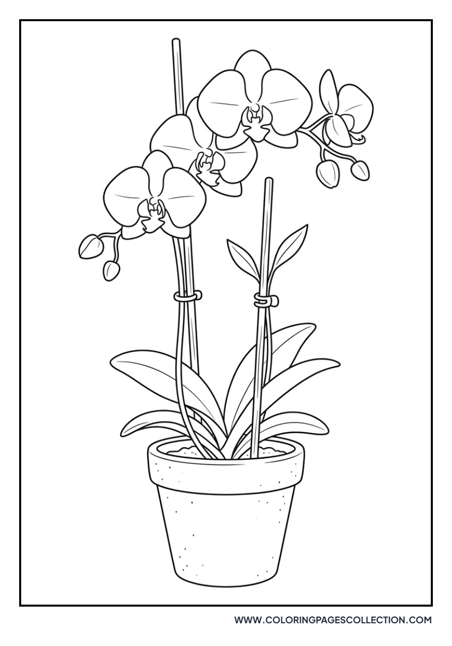 Orchid in Terracotta Pot