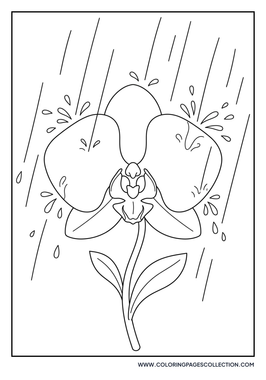 Orchid in the Rain
