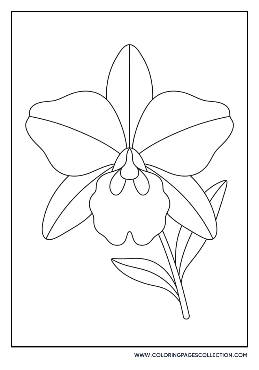Orchid Petal Shading Exercise