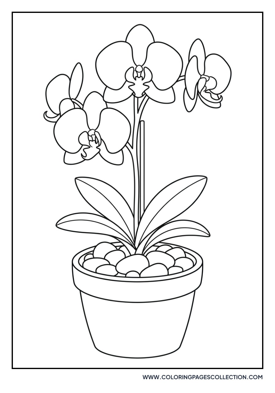 Orchid with Decorative Stones