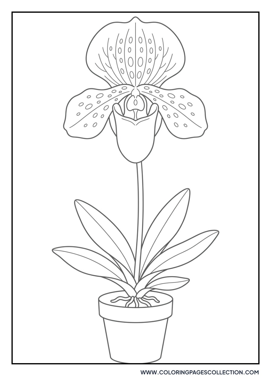 Paphiopedilum Lady Slipper