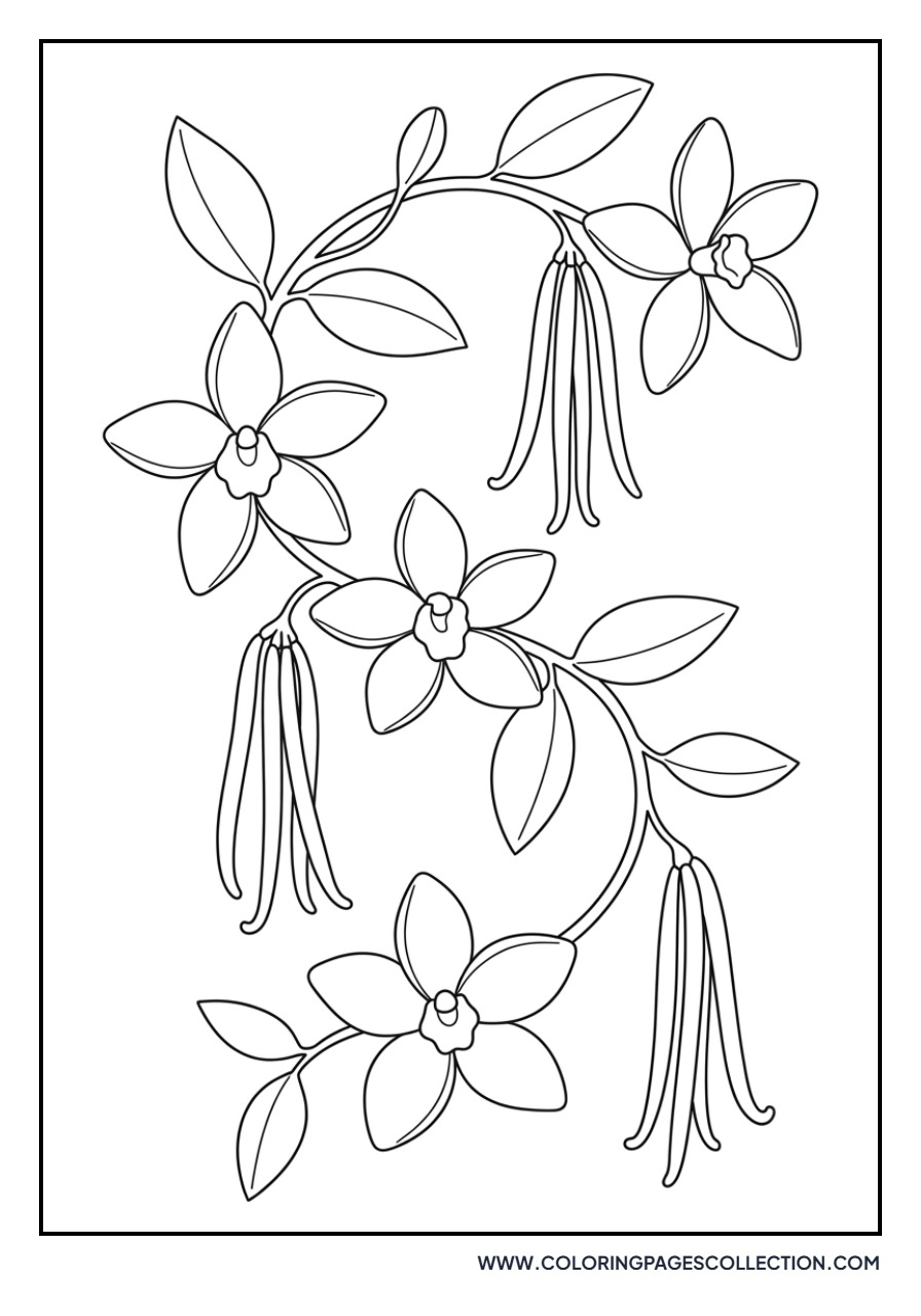 Vanilla Orchid Vine