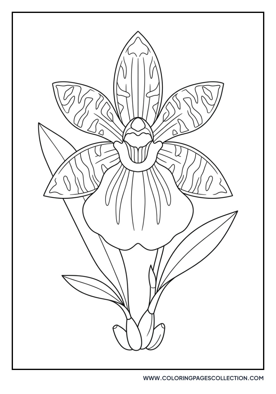 Zygopetalum Exotic Orchid